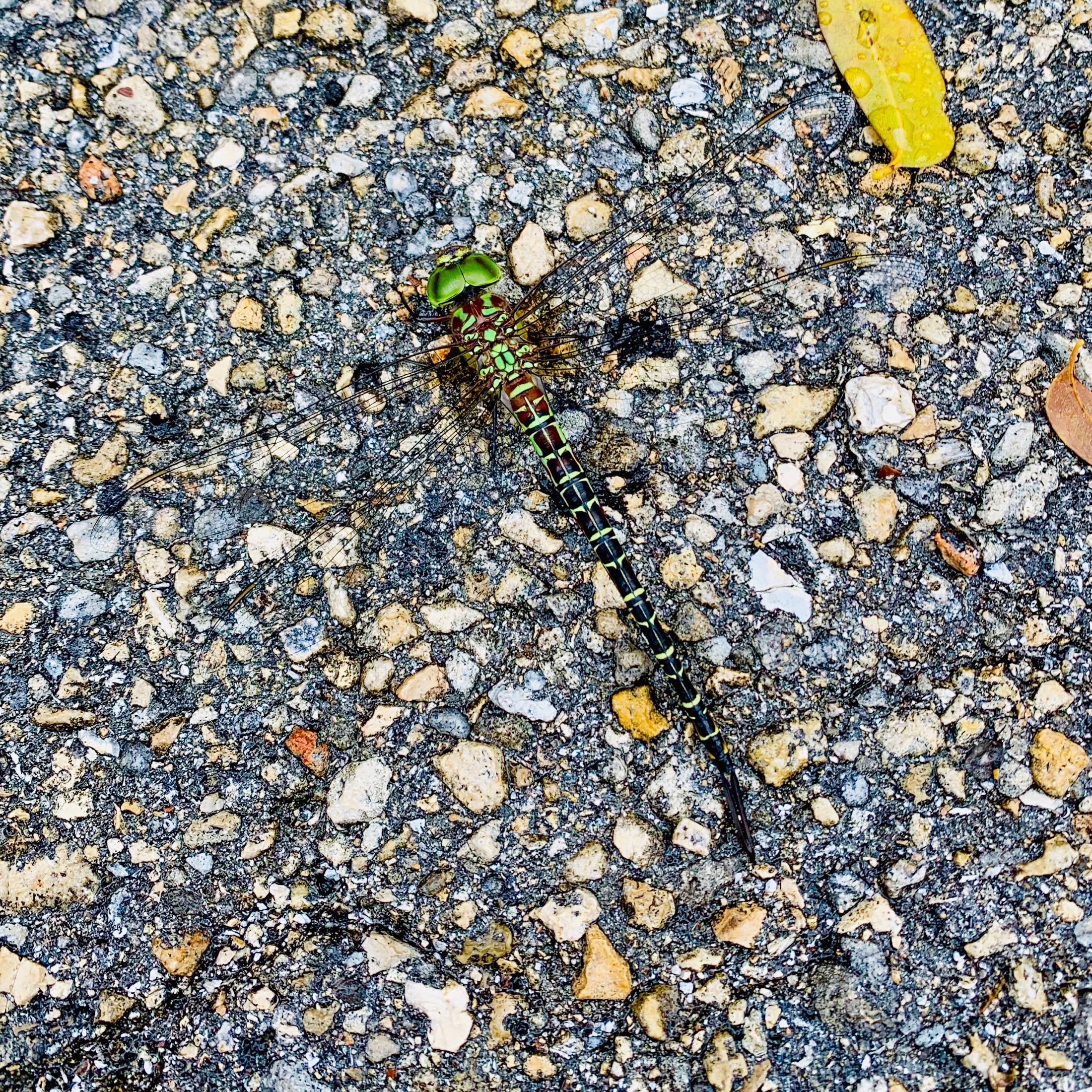 A large (roughly 3.5 inch long) dragonfly, resting on pavement.